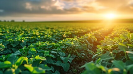 A field of green, growing soybean plants is the subject of an agricultural soy plantation, dawn, space, Generative AI. - obrazy, fototapety, plakaty