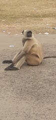  Indian Gray Langur Sitting in the Road Side