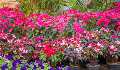 King Of Poinsettia plant Ornamental & Shade under Trees