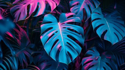 Neon Monstera deliciosa leaves growing in tropical forest - obrazy, fototapety, plakaty
