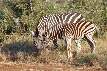 Steppenzebra / Burchell's zebra / Equus quagga burchellii.