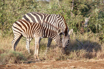 Steppenzebra / Burchell's zebra / Equus quagga burchellii.