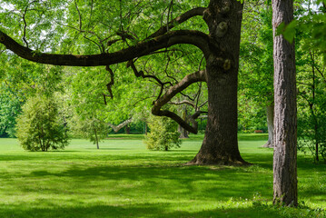 Obraz premium beautiful city park in early spring in sunny weather. Green grass with shadows from a big tree