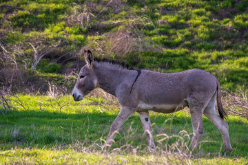 donkey in the field