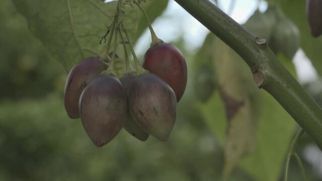 Red Tamarillo or dutch eggplant fruits in the tree waving by the wind shot in evening on a farm located at Pargambiran, Sumbul, Dairi, North Sumatra.