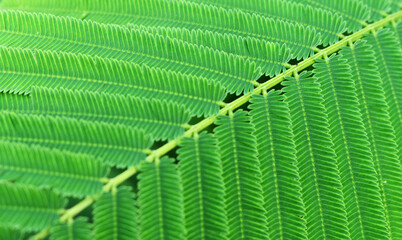 fern leaves