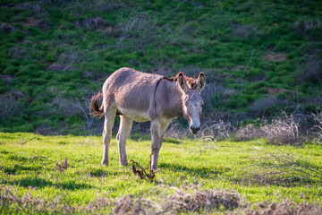 donkey in the meadow