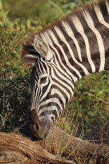 Steppenzebra / Burchell's zebra / Equus quagga burchellii