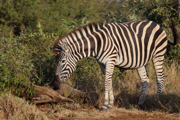 Steppenzebra / Burchell's zebra / Equus quagga burchellii