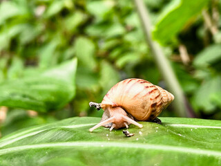 snail on a leaf