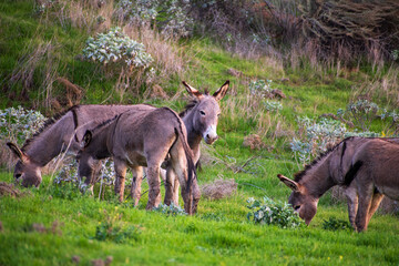 donkey and foal