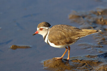 Dreibandregenpfeifer / Three-banded plover or Three-banded sandplover / Charadrius tricollaris