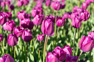 purple tulip flower in nature. tulip flower in summer nature. photo of tulip nature flower.