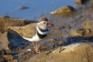 Dreibandregenpfeifer / Three-banded plover or Three-banded sandplover / Charadrius tricollaris