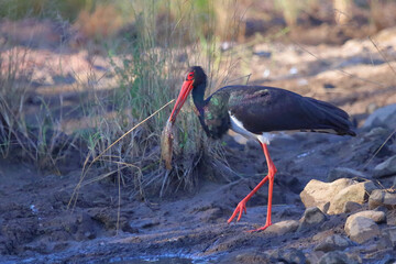 Schwarzstorch / Black Stork / Ciconia nigra..