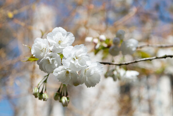 sakura botanical flower on branch of tree, selective focus. macro nature