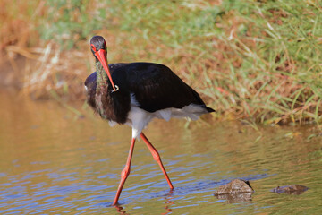 Schwarzstorch / Black Stork / Ciconia nigra..