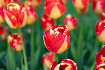 Fototapeta premium macro photo of tulip nature flower. tulip flower in spring nature. tulip flower in nature.