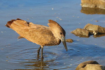 Hammerkopf / Hamerkop / Scopus umbretta