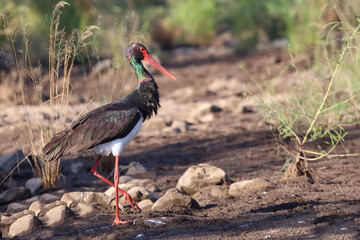 Schwarzstorch / Black Stork / Ciconia nigra.