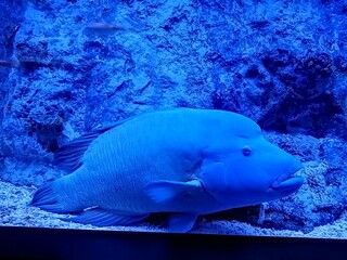 青のナポレオンフィッシュのいる水槽