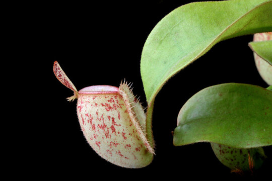 Nepenthes ampularia red bangka on isolated background, Nepenthes flowers closup on isolated background