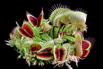 Carnivorous plant on isolated background, Carnivorous plant closeup
