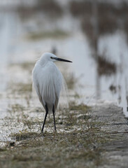 great blue heron