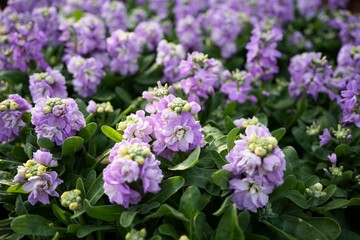 優雅なストックの花々