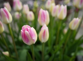 柔らかな色彩のアイスチューリップ