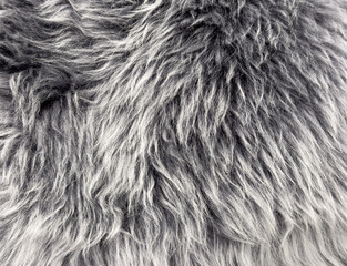 Gray fur as an abstract background. Texture