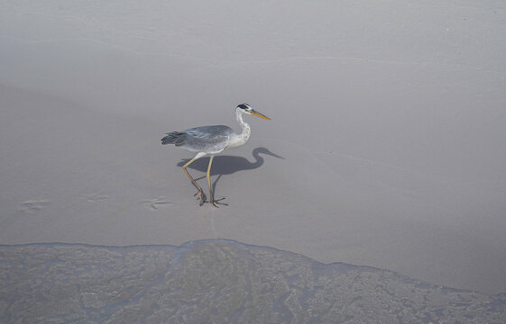 Gray heron walks along a sandy beach.