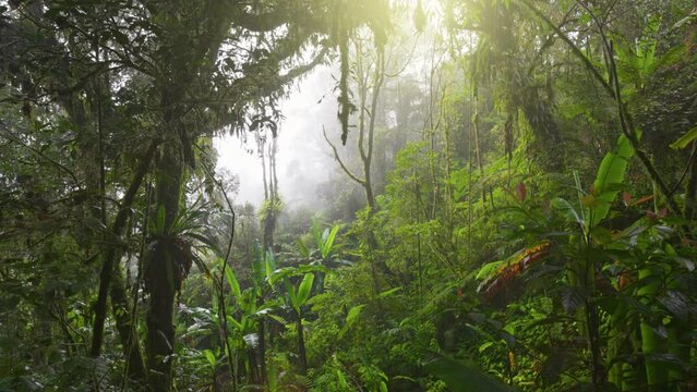 Foggy jungle rain forest early in the morning. Camera moves through moss-covered trees, bushes and vines in jungle mossy forest, Cameron Highlands, Malaysia