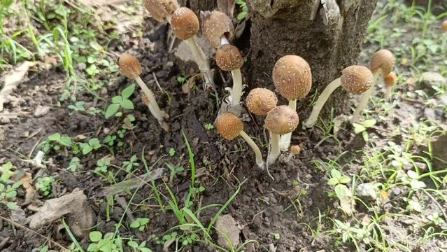 Coprinellus fungus that grows around dead trees