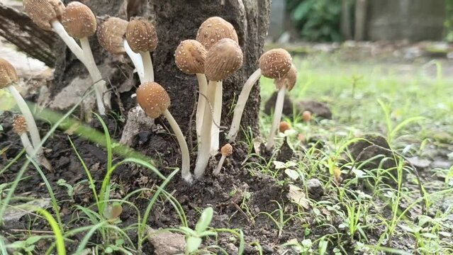 Coprinellus fungus that grows around dead trees