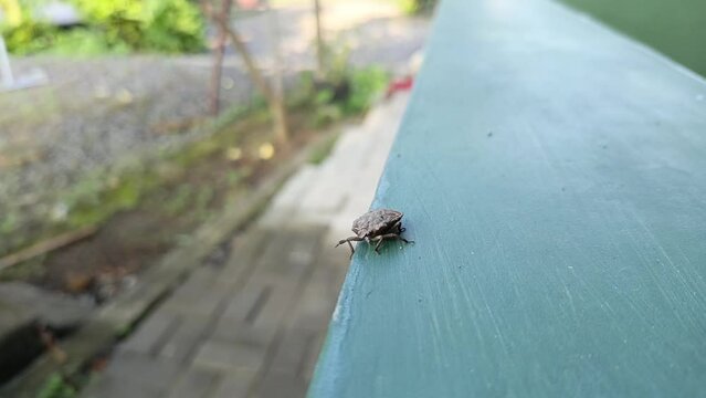 Insect on the ground