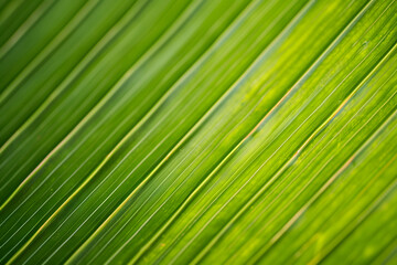 Close up green coconut leaf
