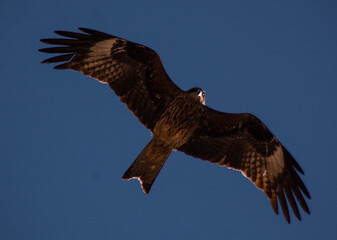 A bird in flight over the water