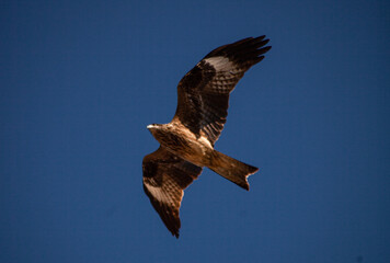 A bird in flight over the water