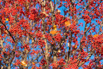 rowanberry tree with red berry on branch and sky background