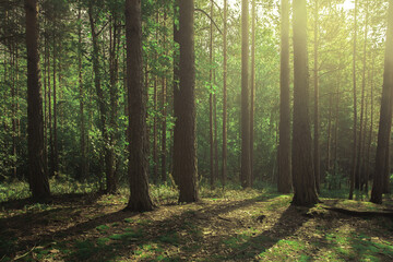 beautiful forest scenery with sunlight bursting through the trees