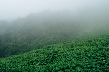 Majestic view of green lush in a morning fog