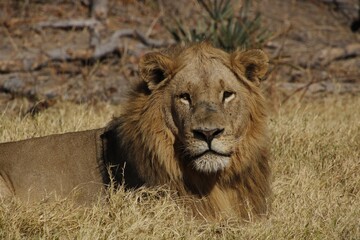 alpha african male lion