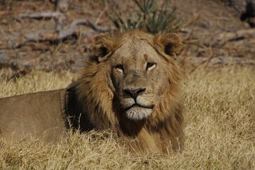 african male lion