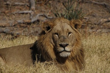 african lion staring at camera