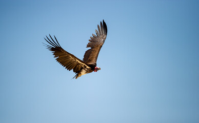 Lapped-faced Vulture  (Aegypius tracheliotos) Kgalagadi Transfrontier Park, South Africa