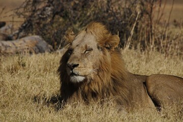 male african lion laying down with eyes partly closed