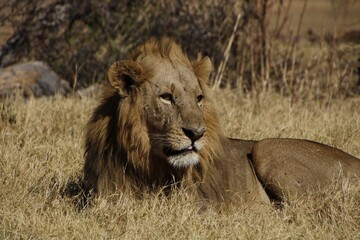 male african lion mane