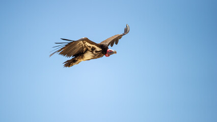 Lapped-faced Vulture  (Aegypius tracheliotos) Kgalagadi Transfrontier Park, South Africa