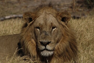 Fototapeta premium male african lion laying in the grass